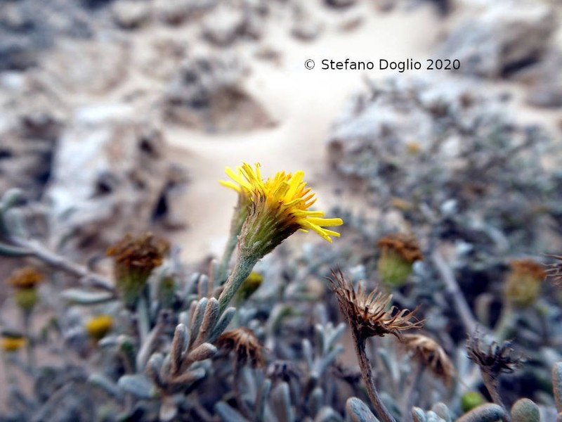 Pulicaria burchardii photo 5