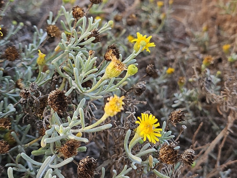 Pulicaria burchardii photo 6