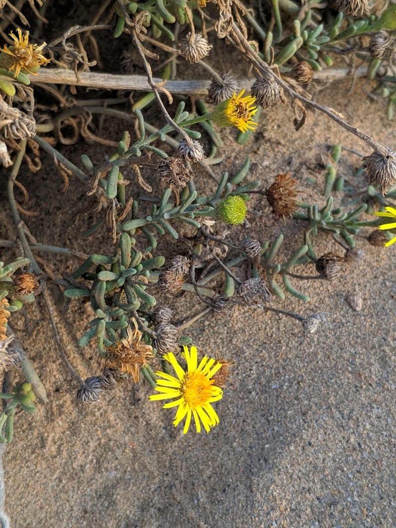 Pulicaria burchardii photo 7