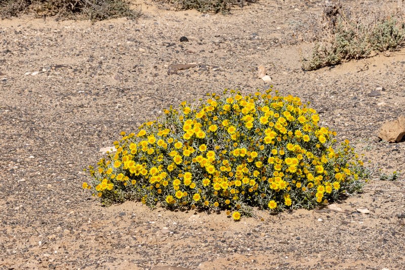Pulicaria burchardii photo 8