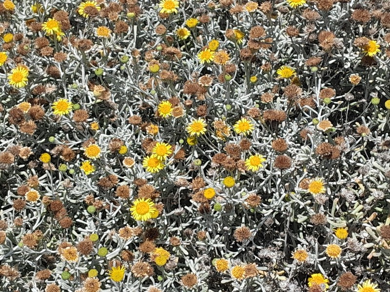 Pulicaria burchardii subsp. burchardii