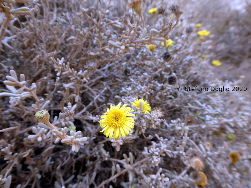Pulicaria burchardii subsp. burchardii photo 4