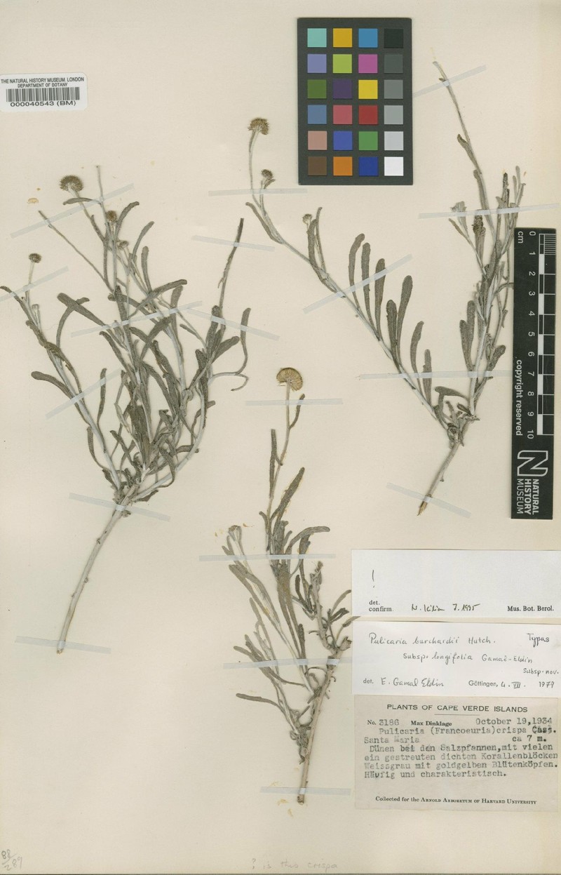Pulicaria burchardii subsp. longifolia