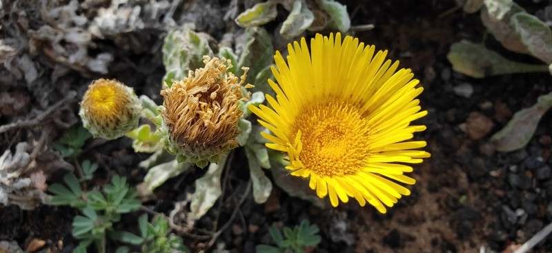Pulicaria canariensis