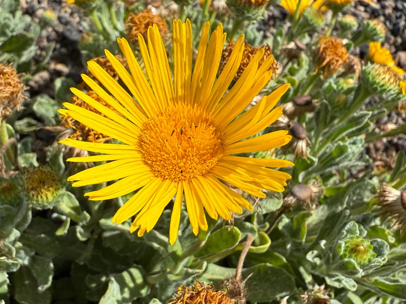 Pulicaria canariensis photo 2