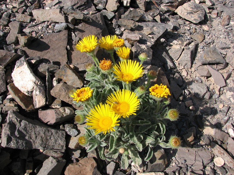 Pulicaria canariensis photo 4