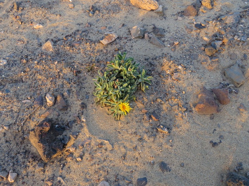 Pulicaria canariensis photo 5