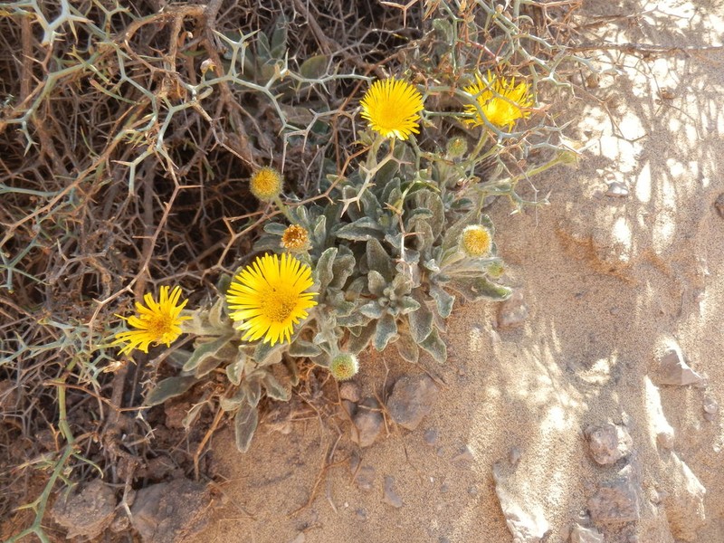 Pulicaria canariensis photo 6
