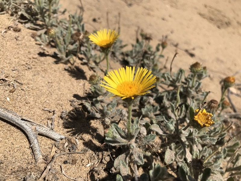 Pulicaria canariensis photo 7