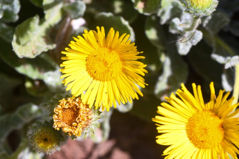 Pulicaria canariensis photo 8