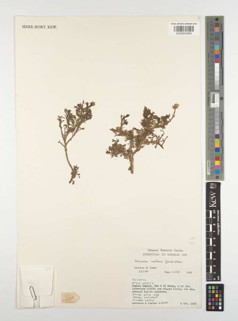 Pulicaria confusa