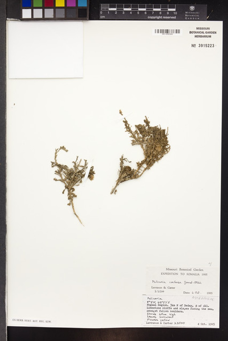 Pulicaria confusa photo 2
