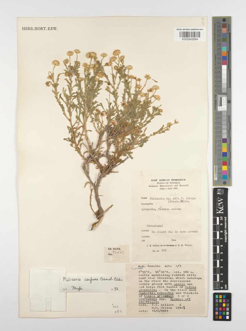 Pulicaria confusa photo 3
