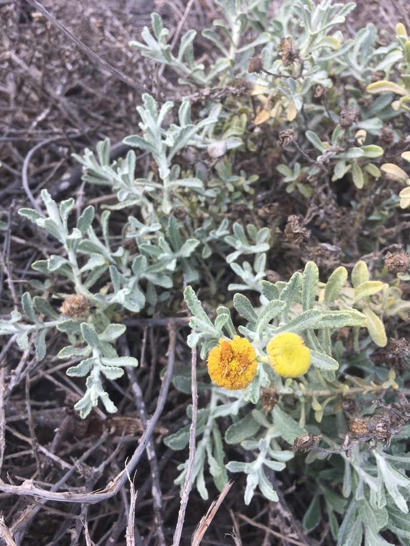 Pulicaria diffusa