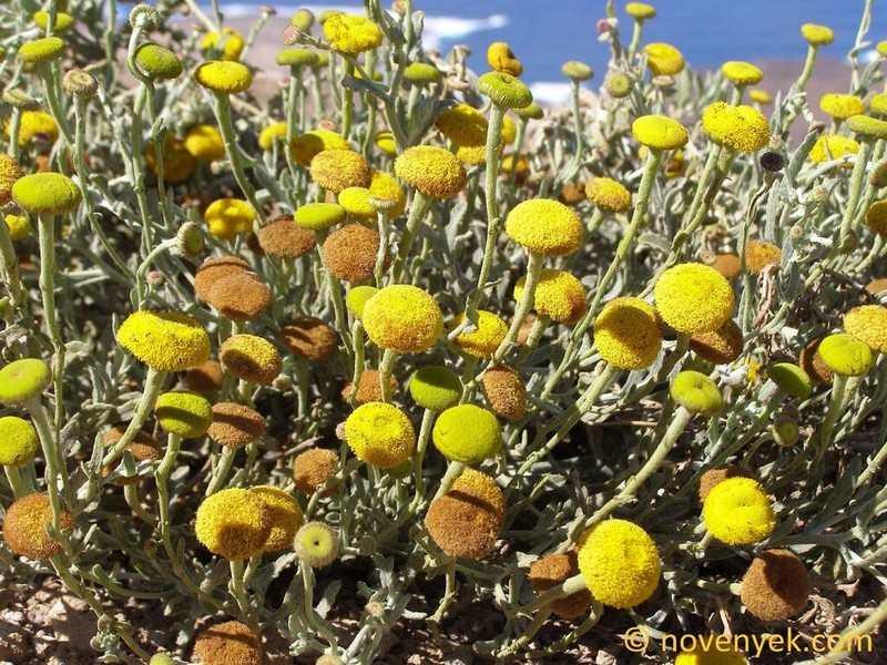 Pulicaria diffusa photo 2