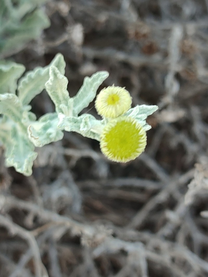 Pulicaria diffusa photo 3