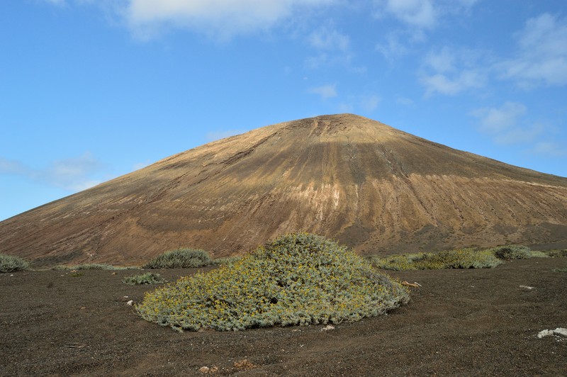 Pulicaria diffusa photo 4