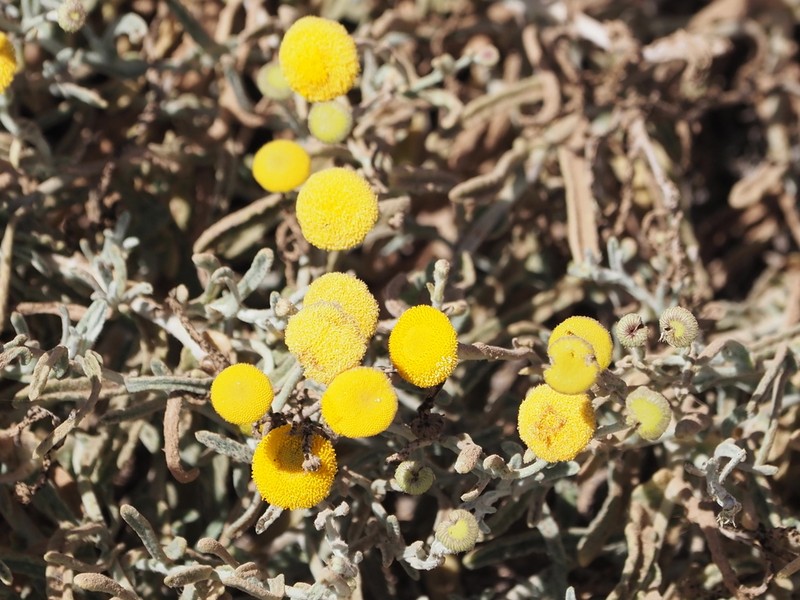 Pulicaria diffusa photo 5