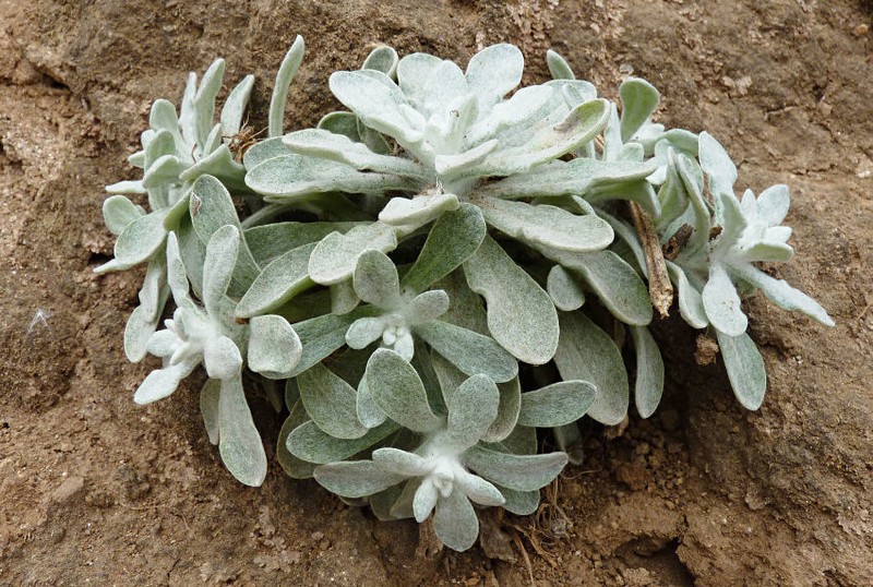 Pulicaria diffusa photo 6