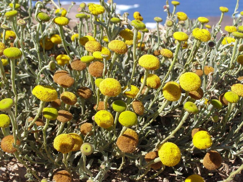 Pulicaria diffusa photo 8