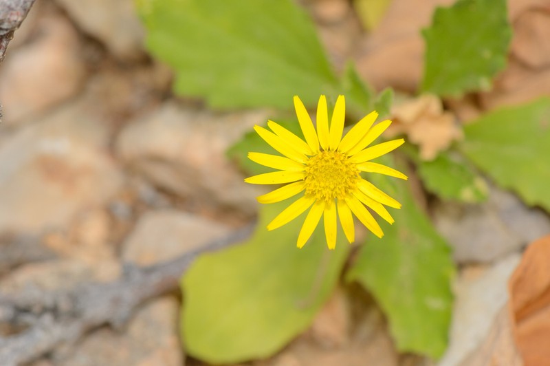 Pulicaria diversifolia