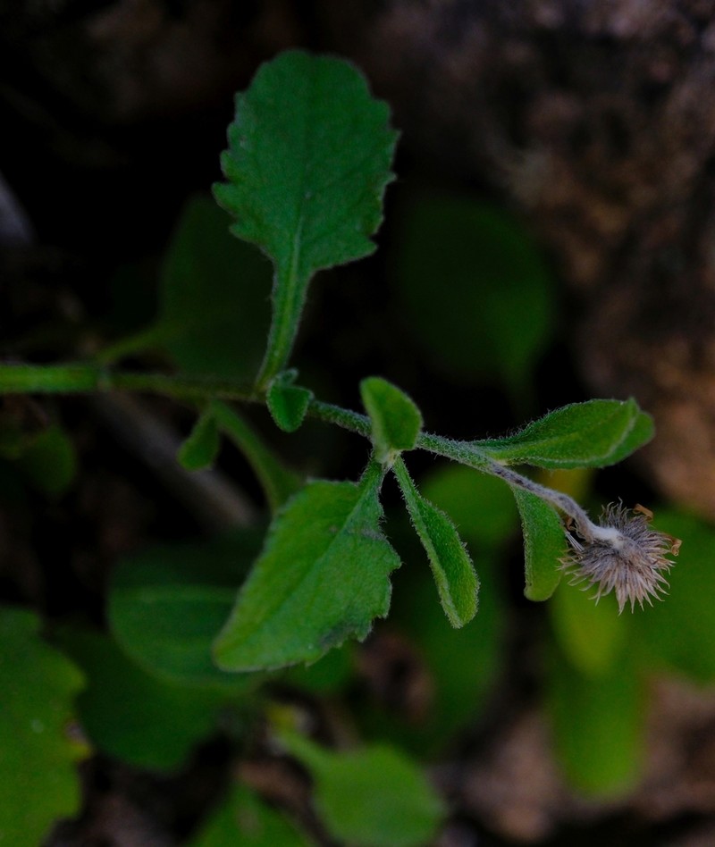 Pulicaria diversifolia photo 2