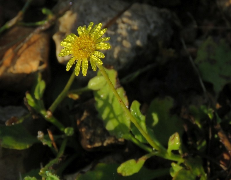 Pulicaria diversifolia photo 3