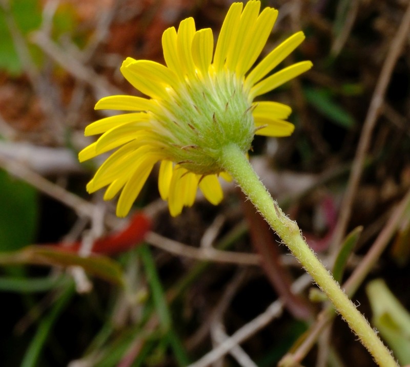 Pulicaria diversifolia photo 4