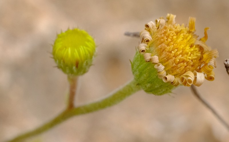 Pulicaria diversifolia photo 5