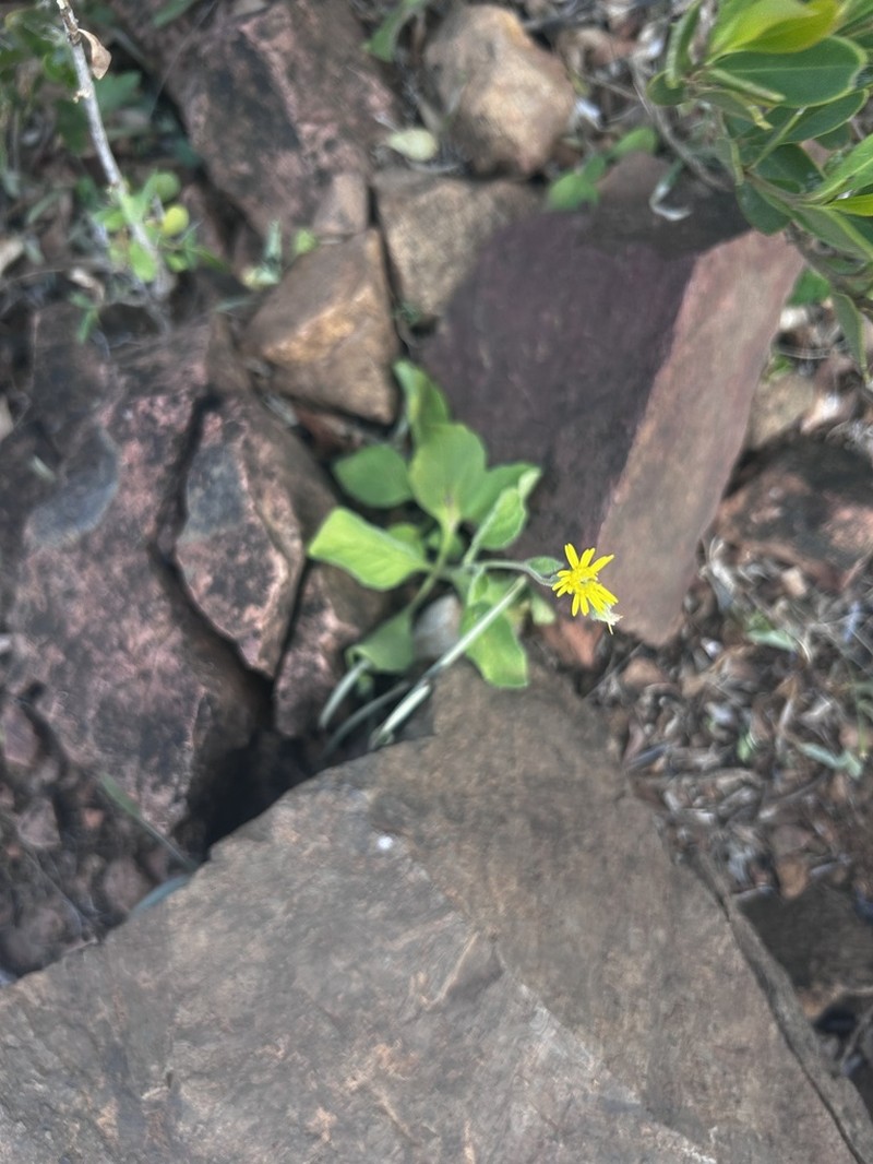Pulicaria diversifolia photo 6