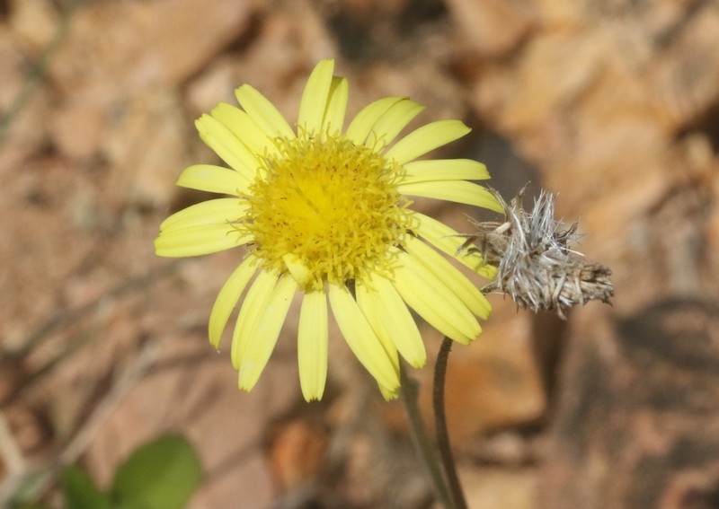 Pulicaria diversifolia photo 7