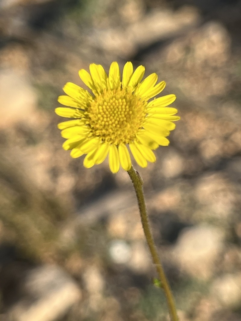 Pulicaria diversifolia photo 8