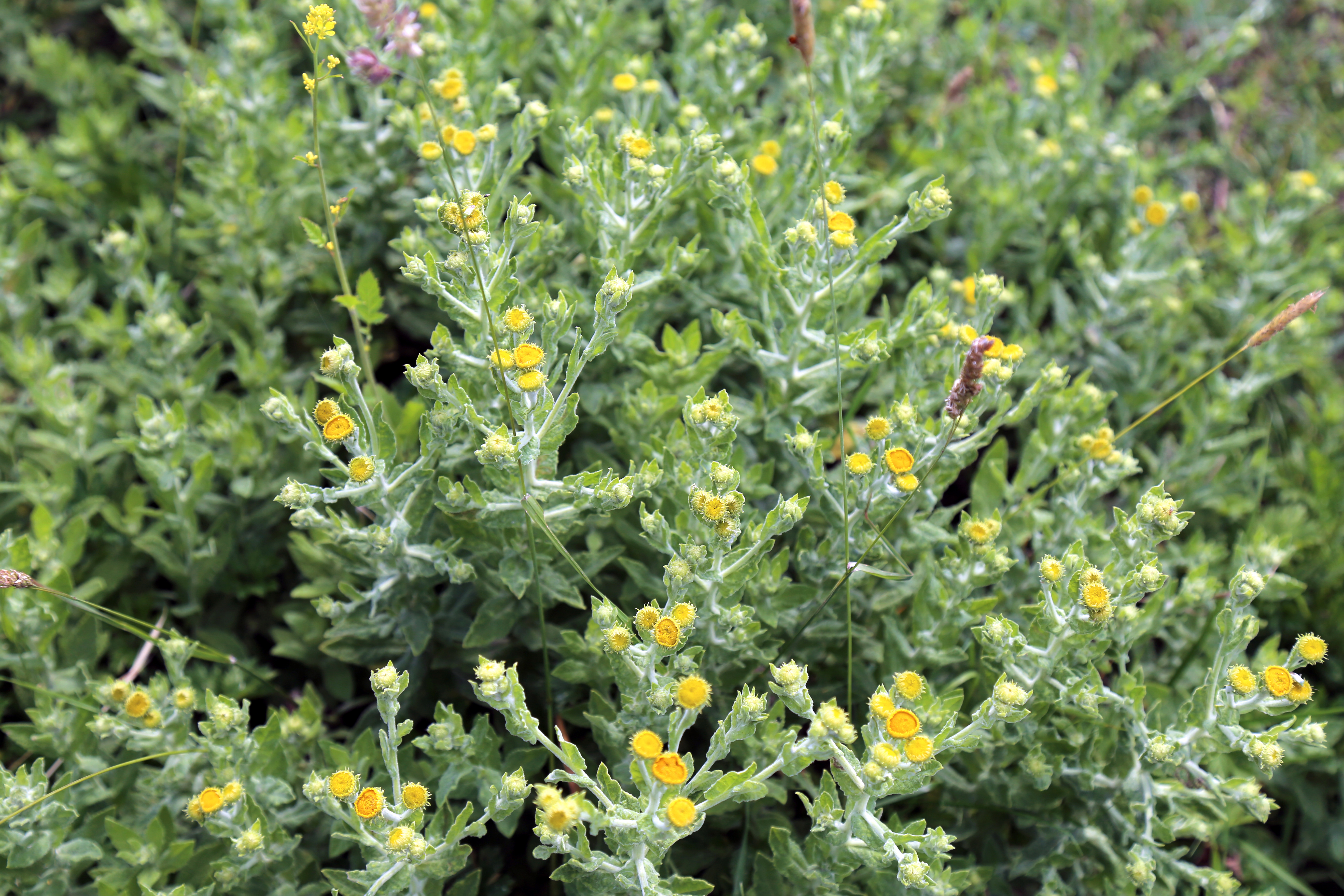 Meadow False Fleabane photo 4