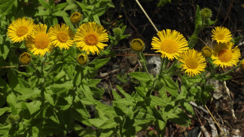 Meadow False Fleabane photo 2