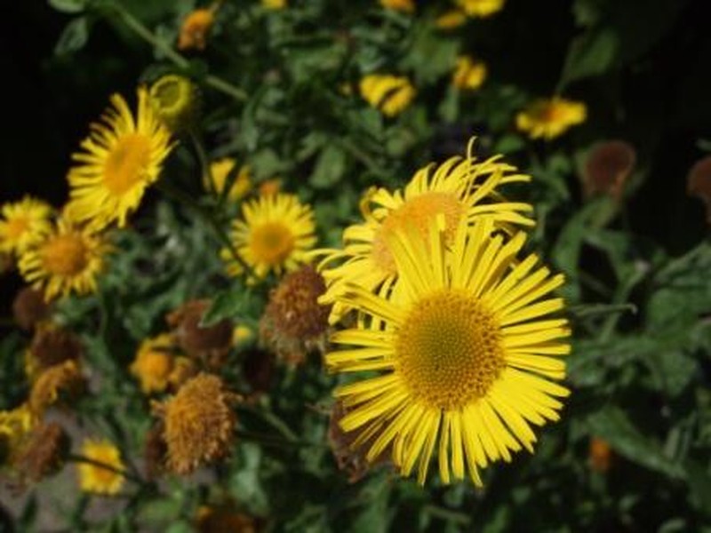 Meadow False Fleabane