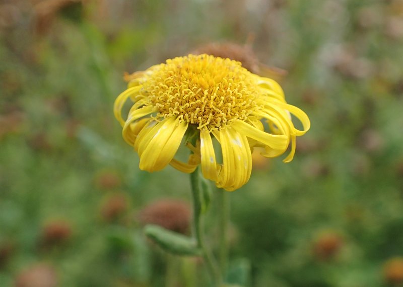 Meadow False Fleabane photo 5