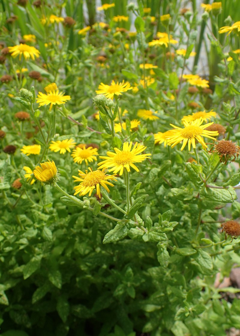 Meadow False Fleabane photo 6