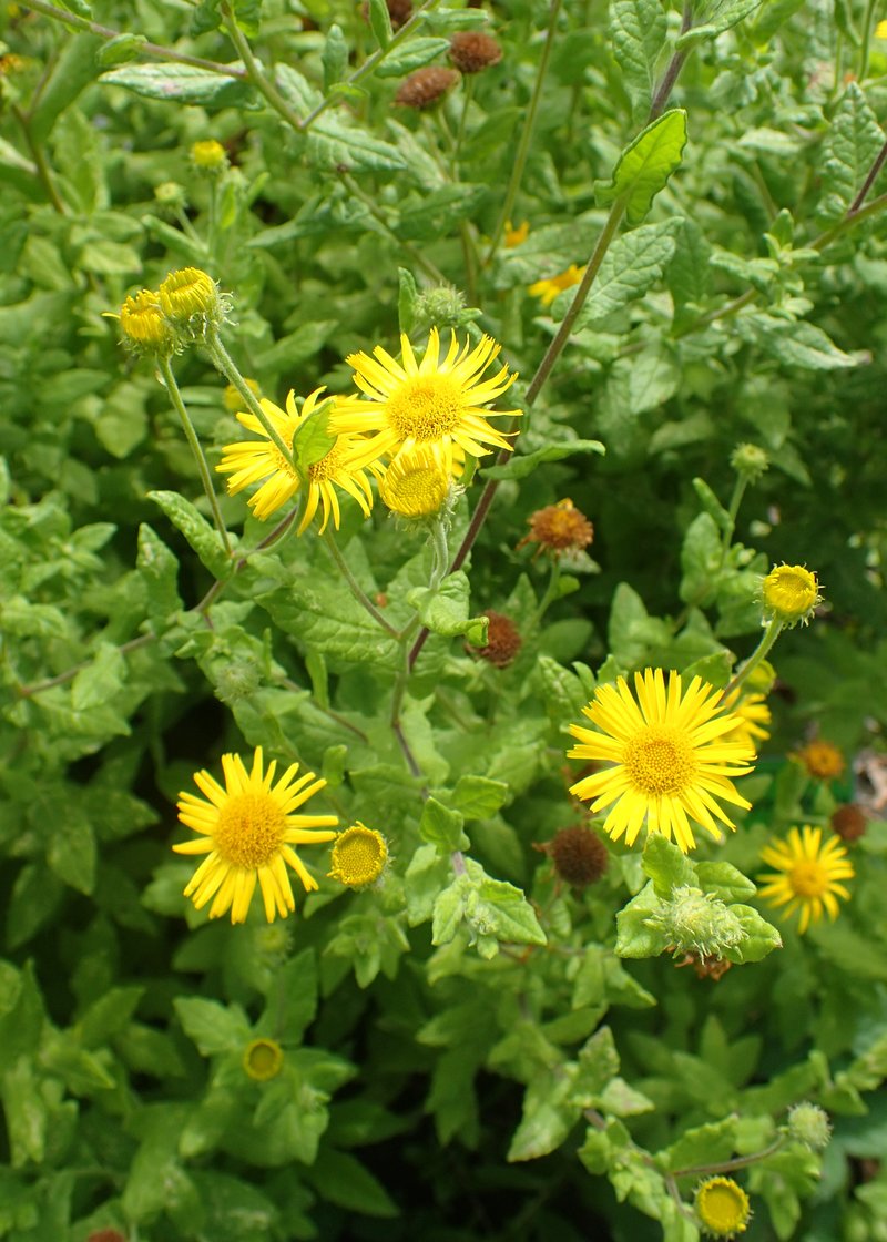 Meadow False Fleabane photo 7