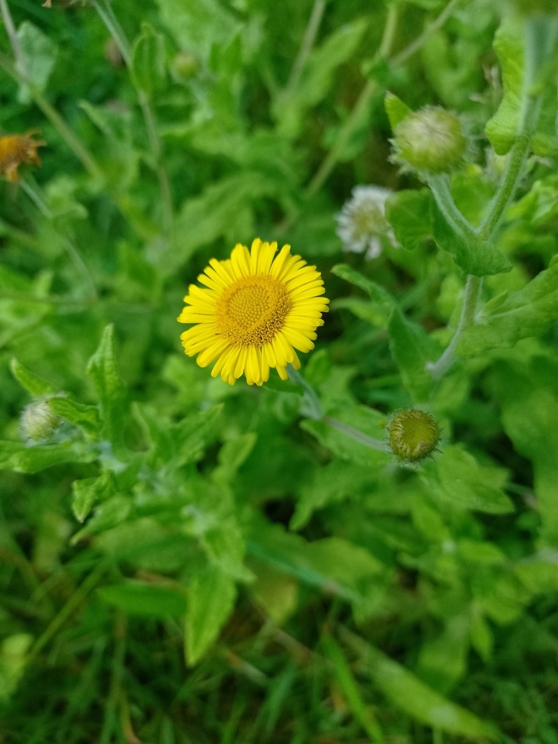Pulicaria dysenterica subsp. dysenterica