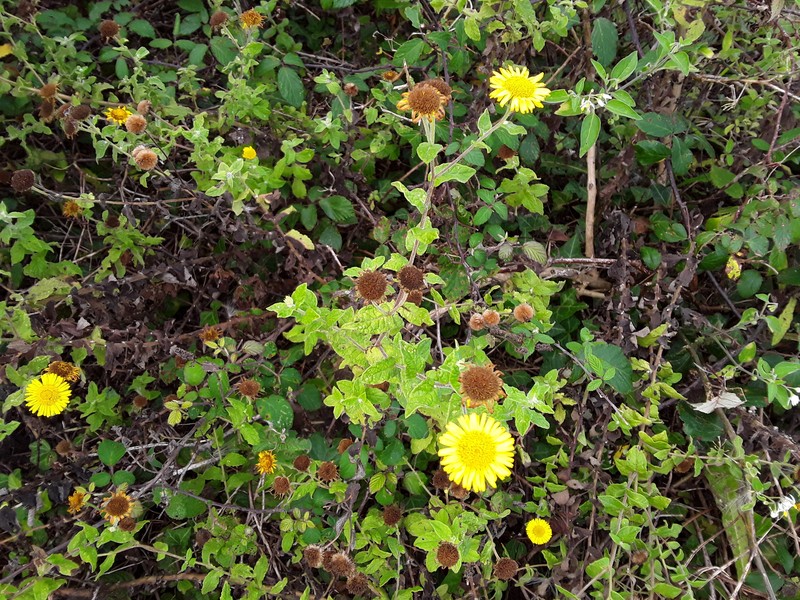 Pulicaria dysenterica subsp. dysenterica photo 2