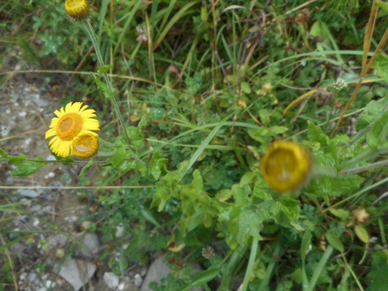 Pulicaria dysenterica subsp. dysenterica photo 3
