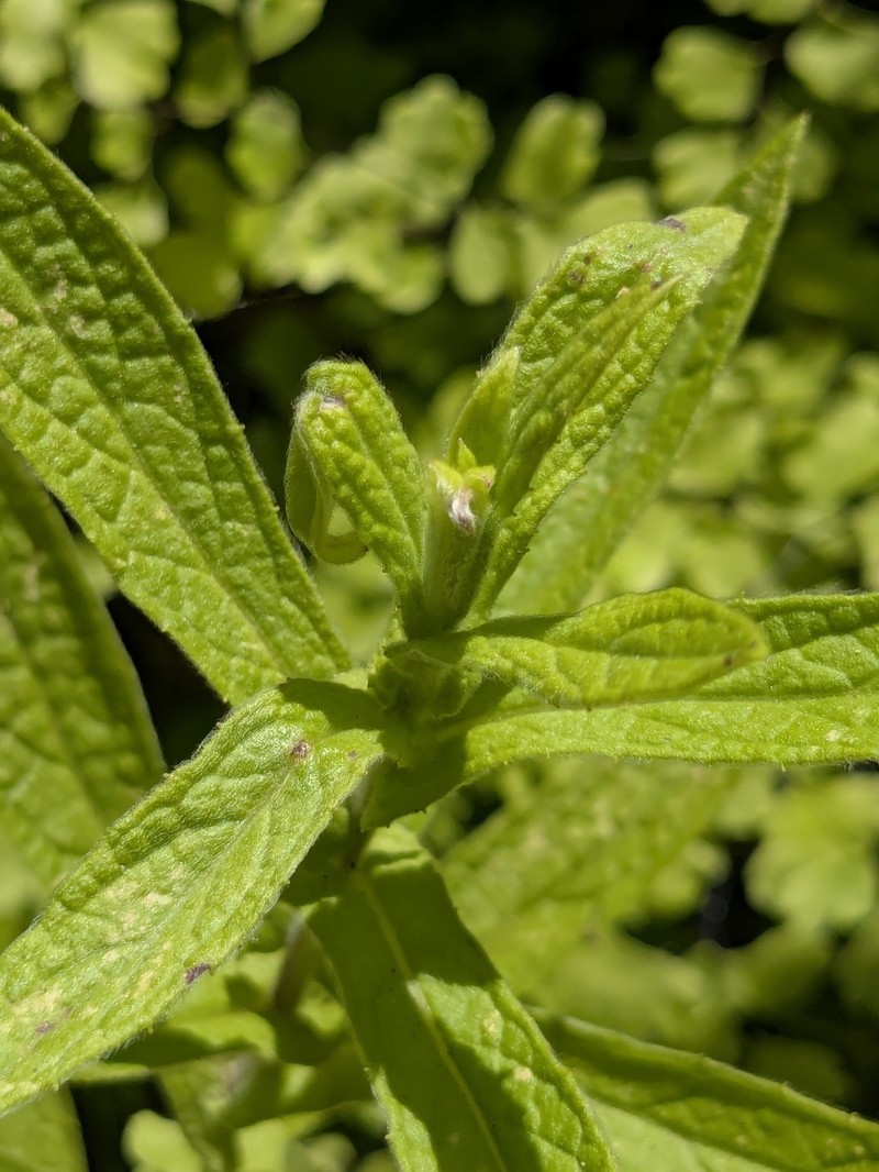 Pulicaria dysenterica subsp. uliginosa