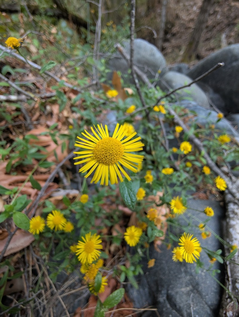 Pulicaria dysenterica subsp. uliginosa photo 2
