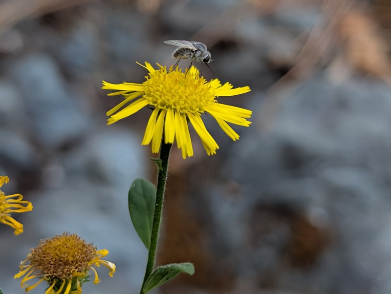 Pulicaria dysenterica subsp. uliginosa photo 3