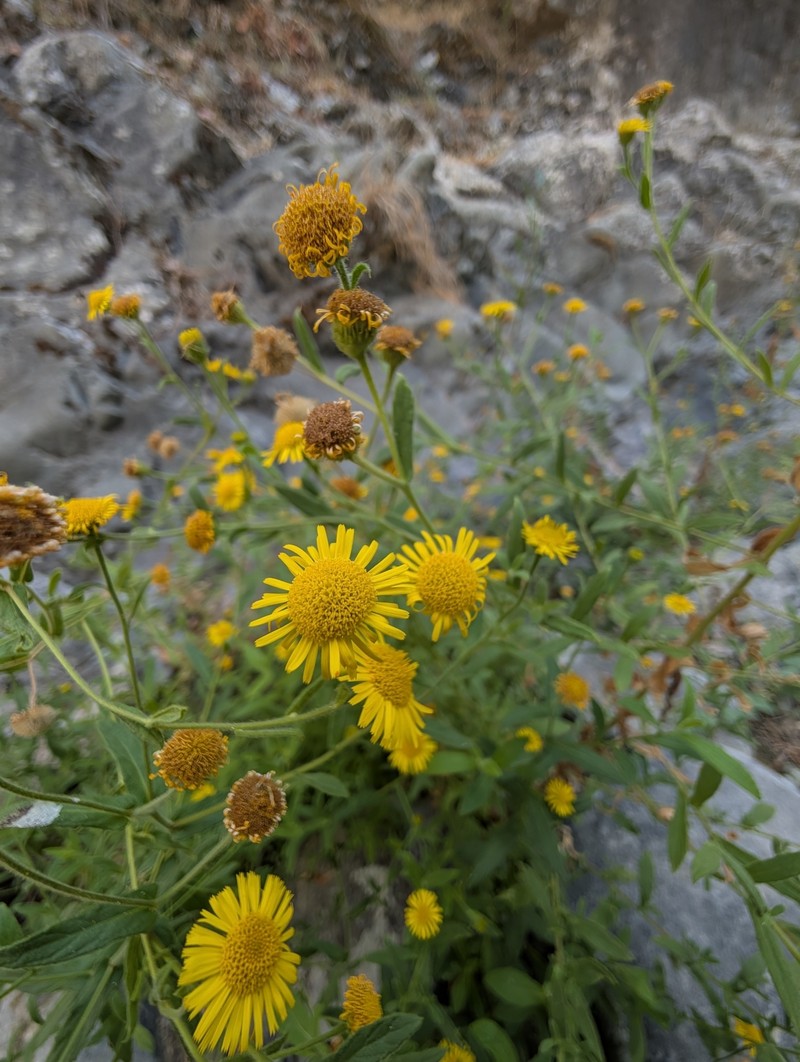 Pulicaria dysenterica subsp. uliginosa photo 4