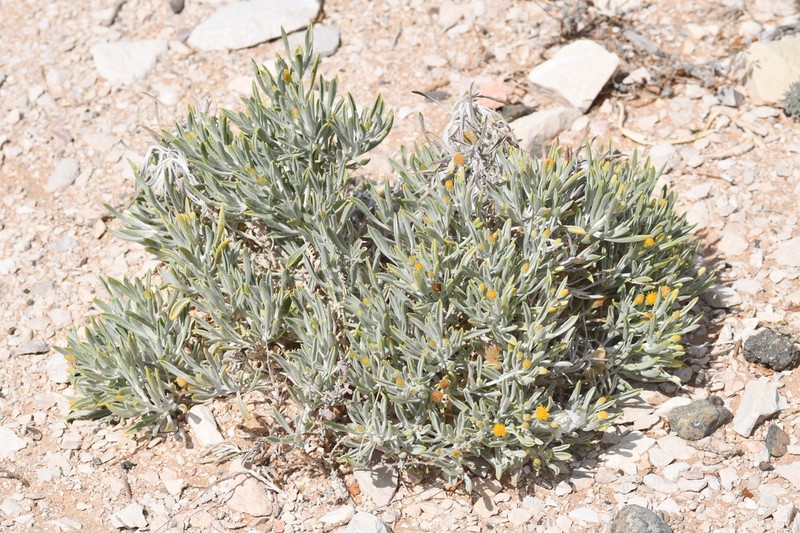 Pulicaria edmondsonii