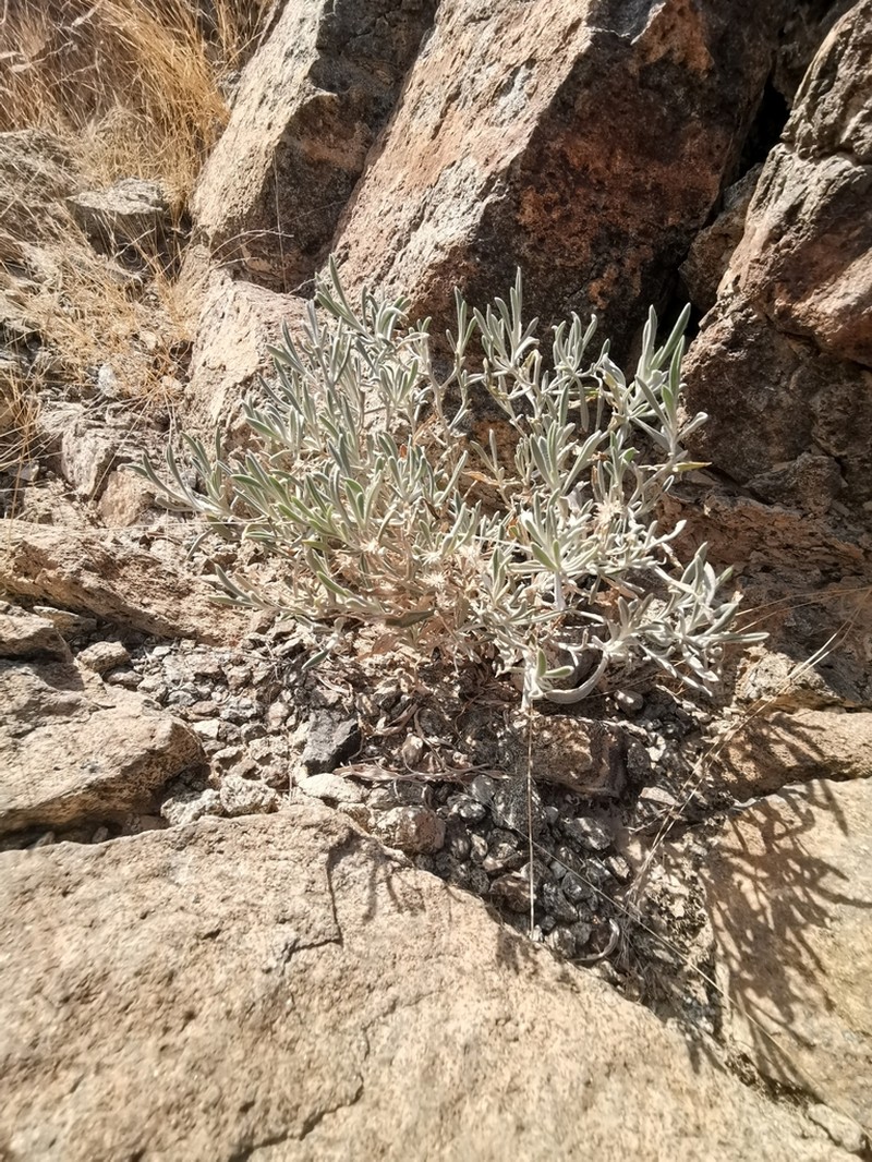 Pulicaria edmondsonii photo 2