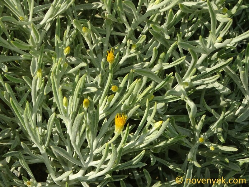 Pulicaria edmondsonii photo 3