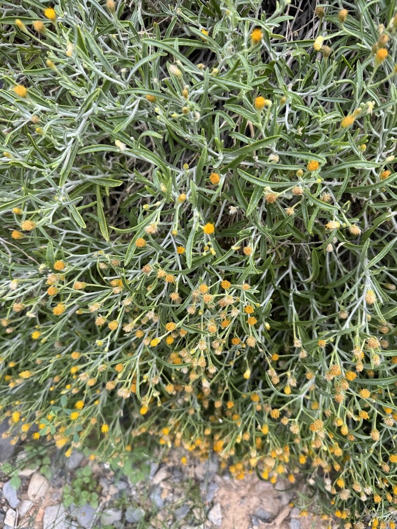 Pulicaria edmondsonii photo 4