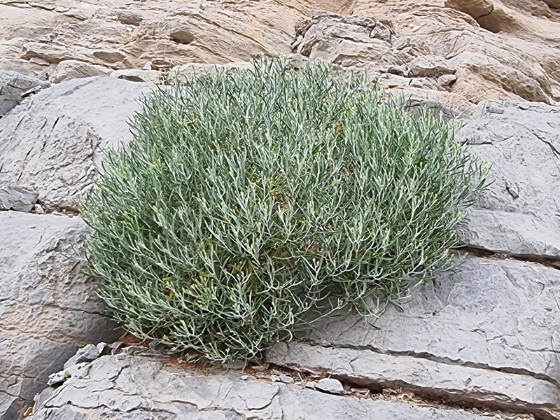 Pulicaria edmondsonii photo 5